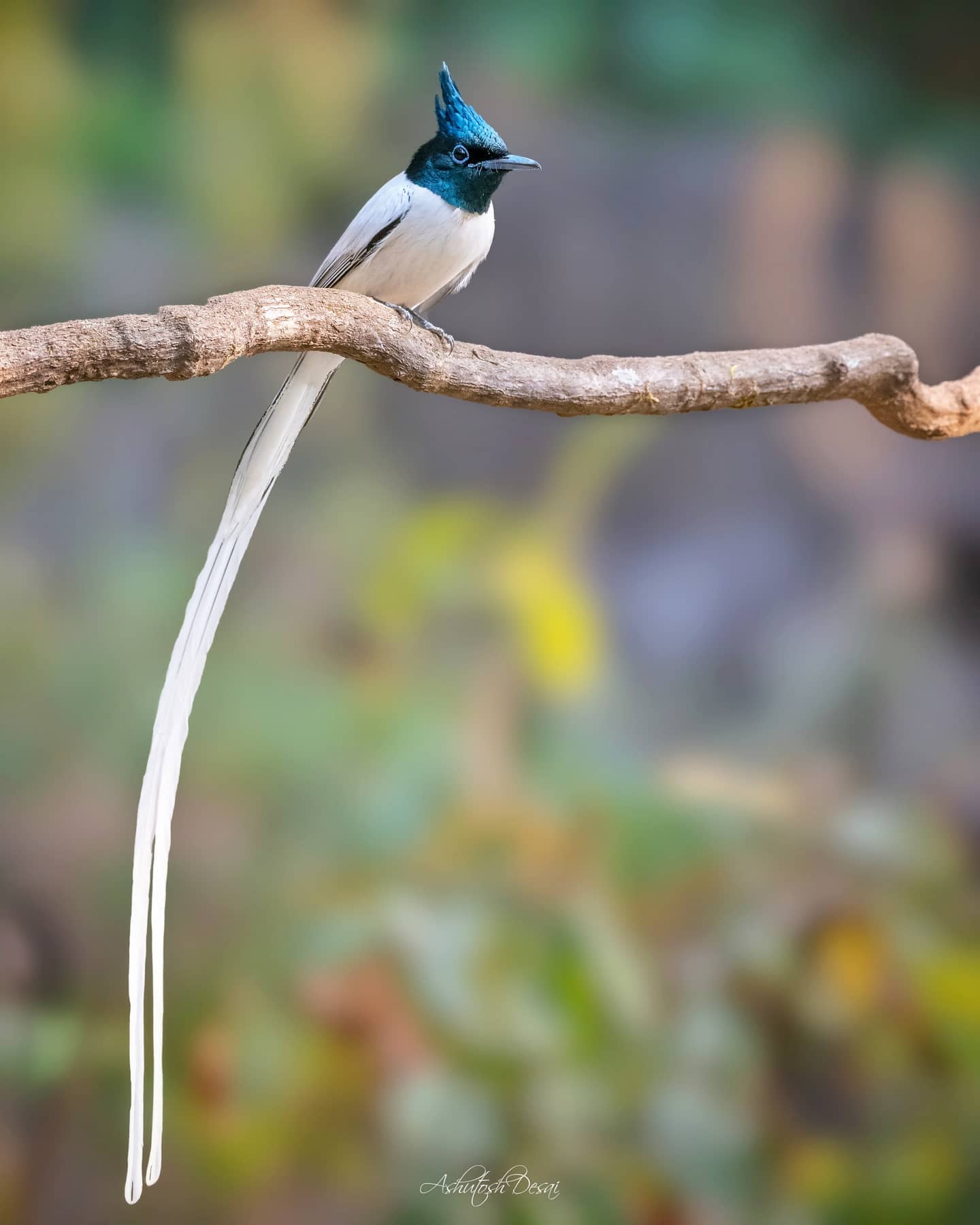 Asian Paradise Flycatcher — photo by Ashutosh Desai