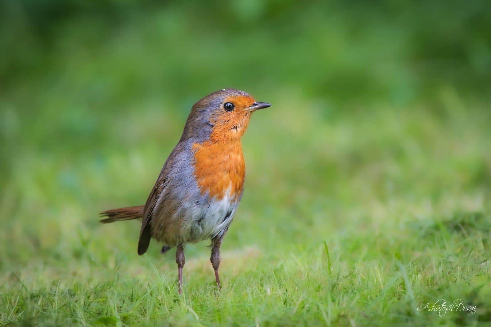 Common Robin — photo by Ashutosh Desai
