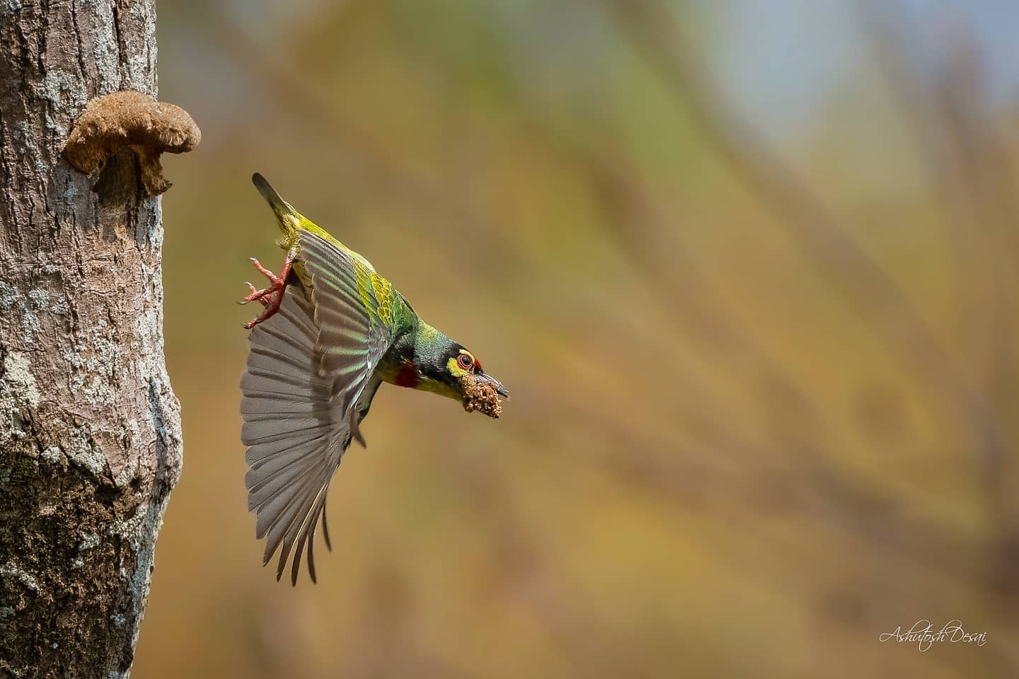 Coppersmith Barbet — photo by Ashutosh Desai