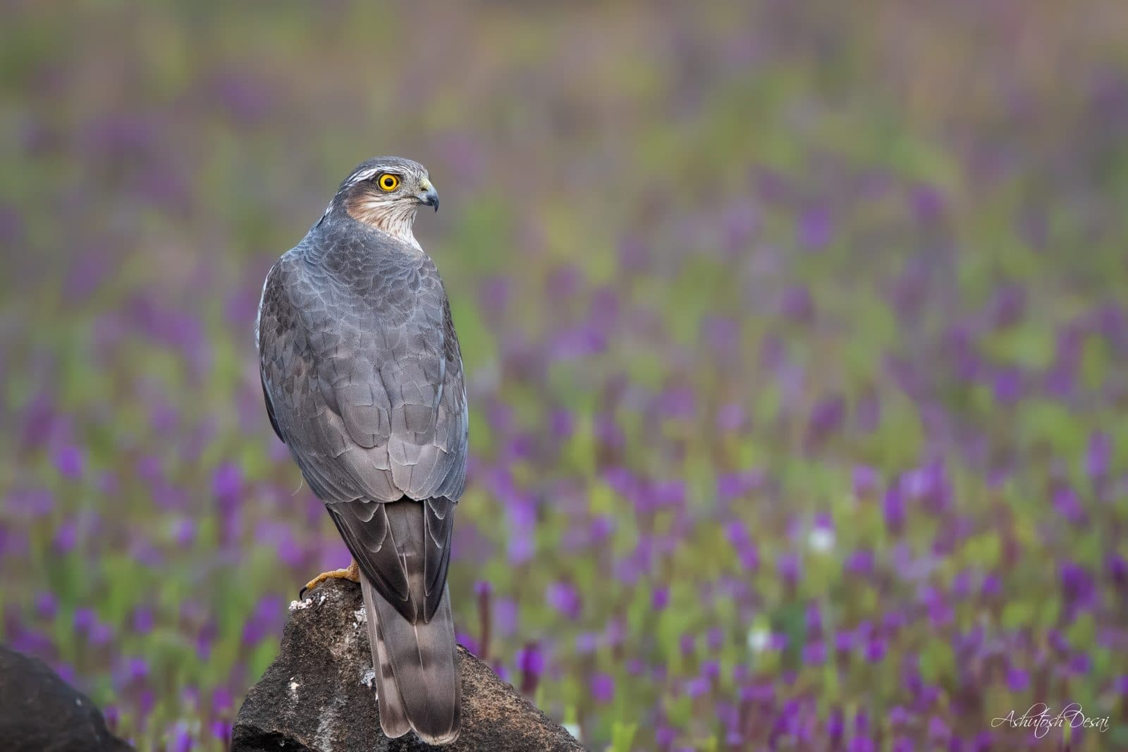Eurasian Sparrowhawk — photo by Ashutosh Desai