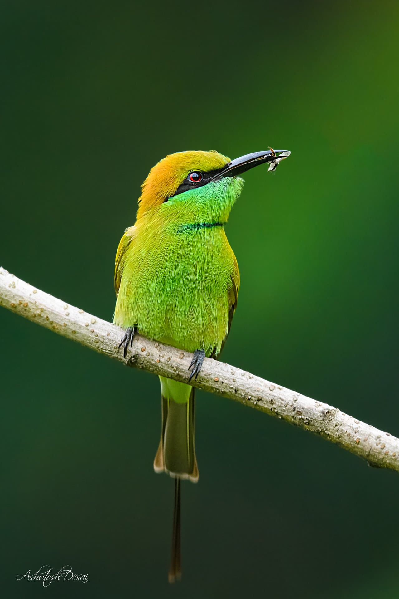 Green Bee-eater