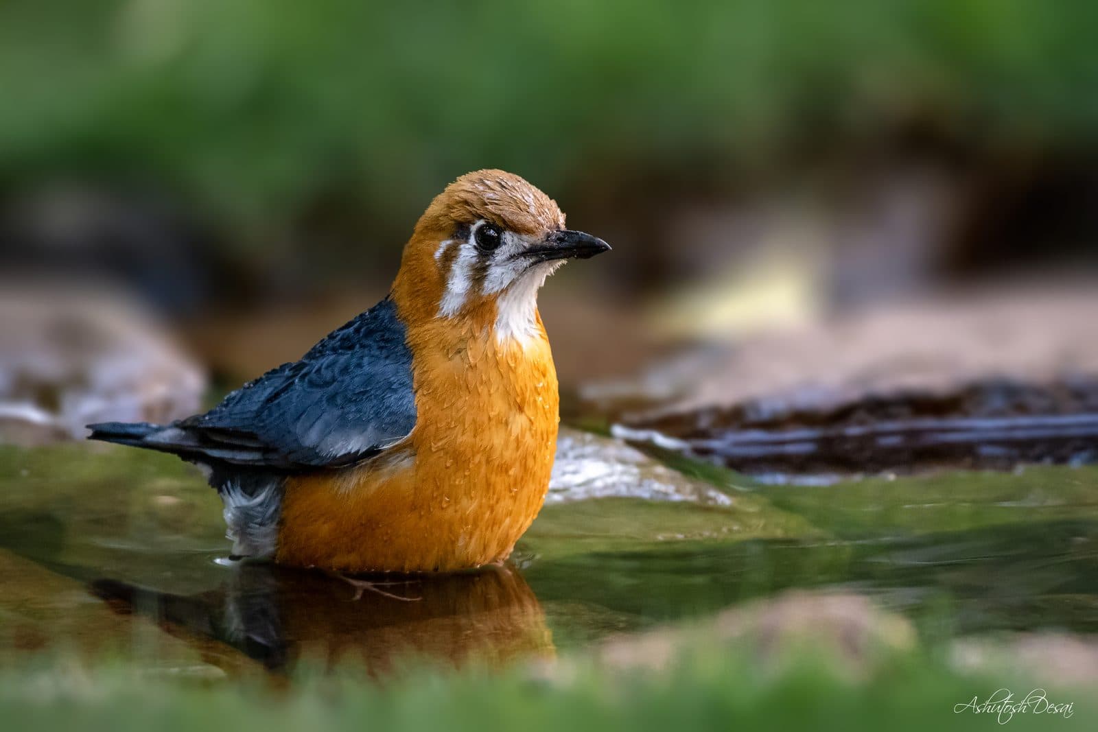 Orange-headed Thrush