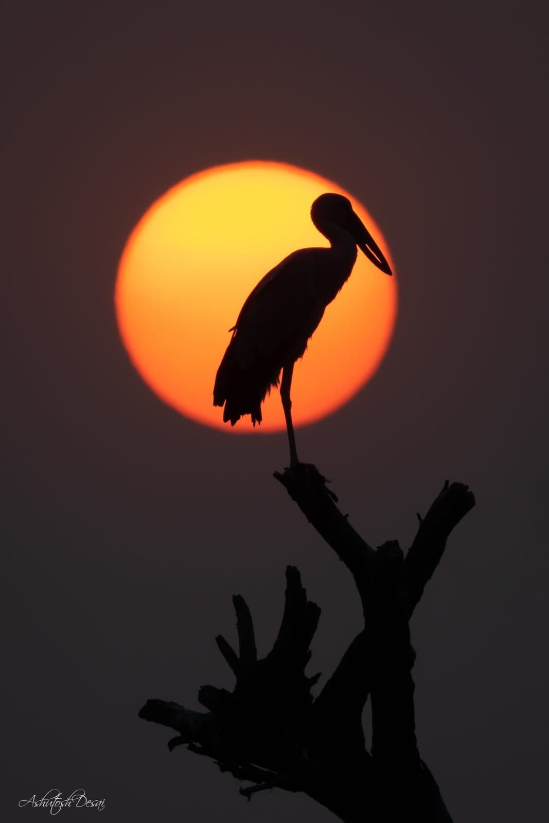 Asian Openbill