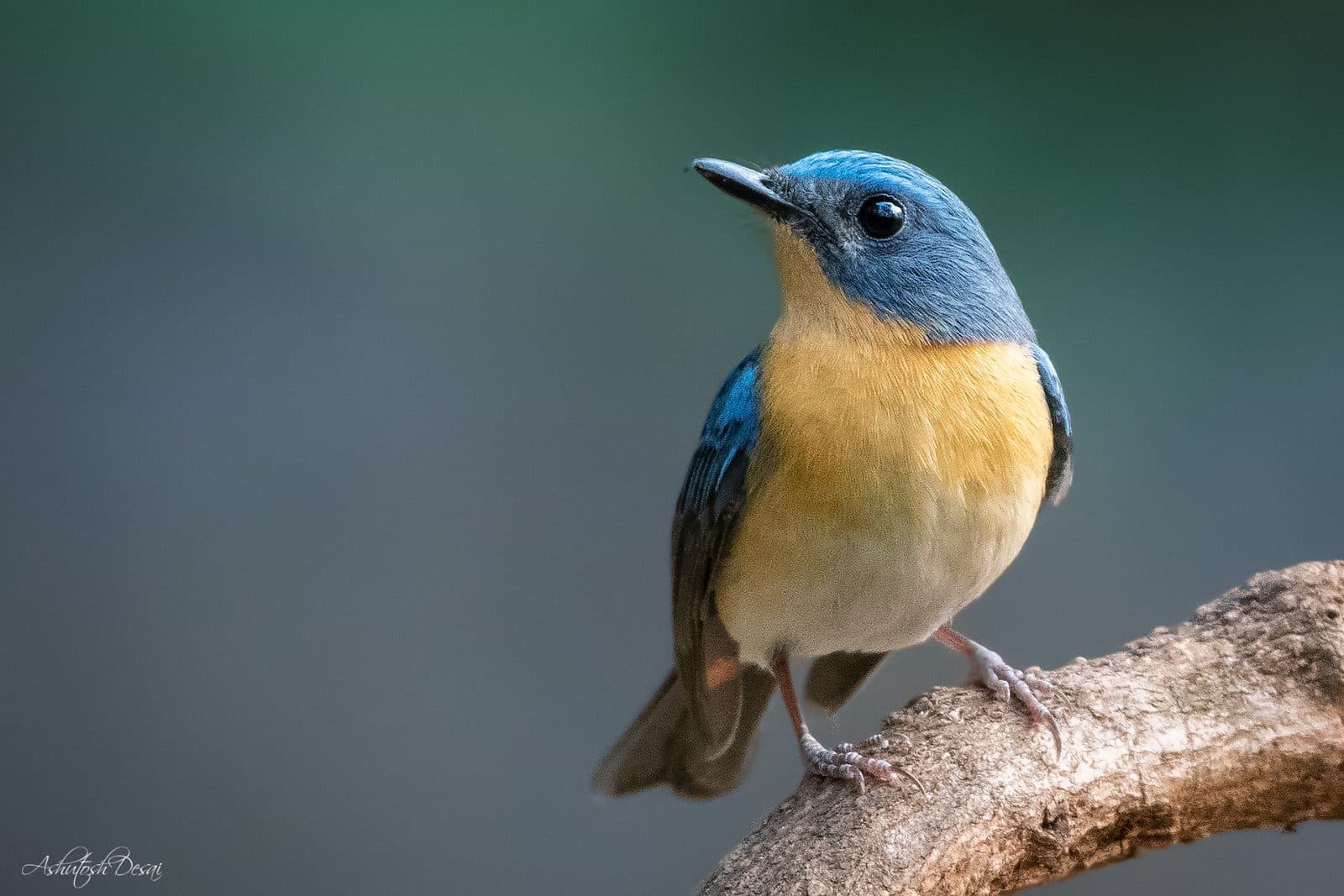 Tickell's Blue Flycatcher
