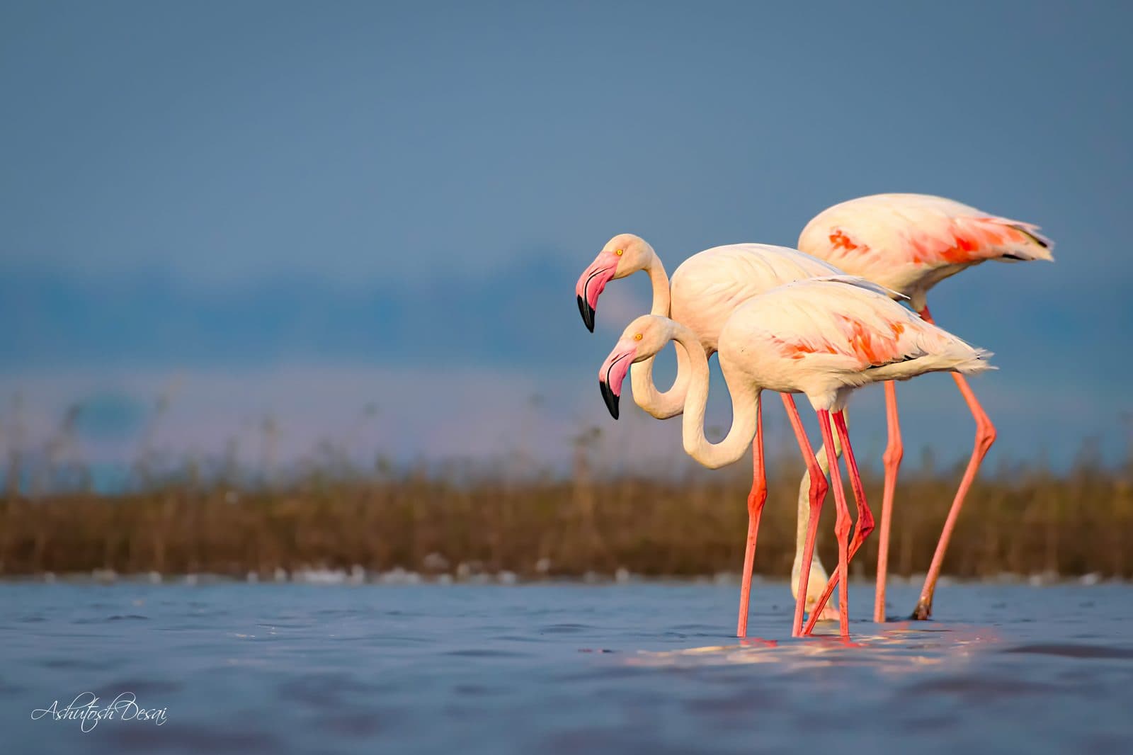 Greater Flamingo — photo by Ashutosh Desai