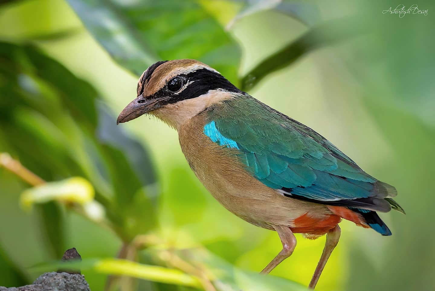 Indian Pitta — photo by Ashutosh Desai