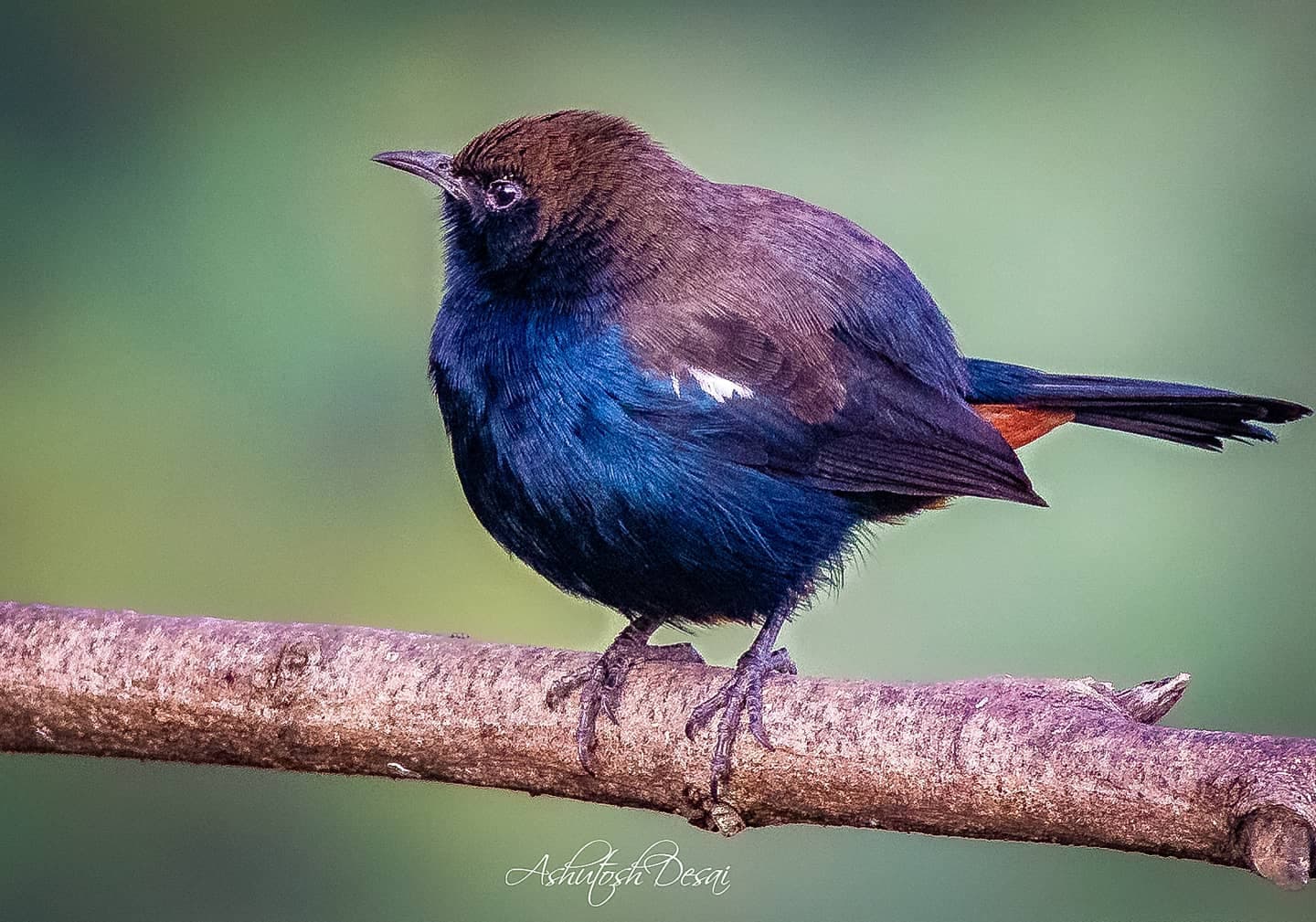 Indian Robin — photo by Ashutosh Desai