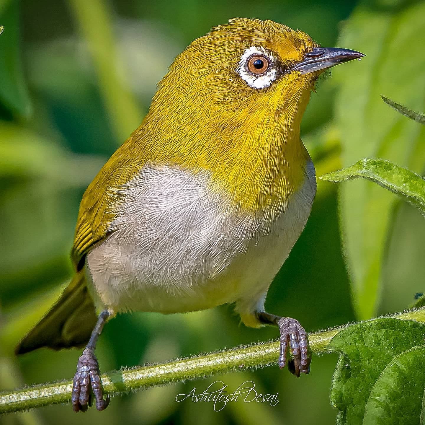 Indian White-eye — photo by Ashutosh Desai