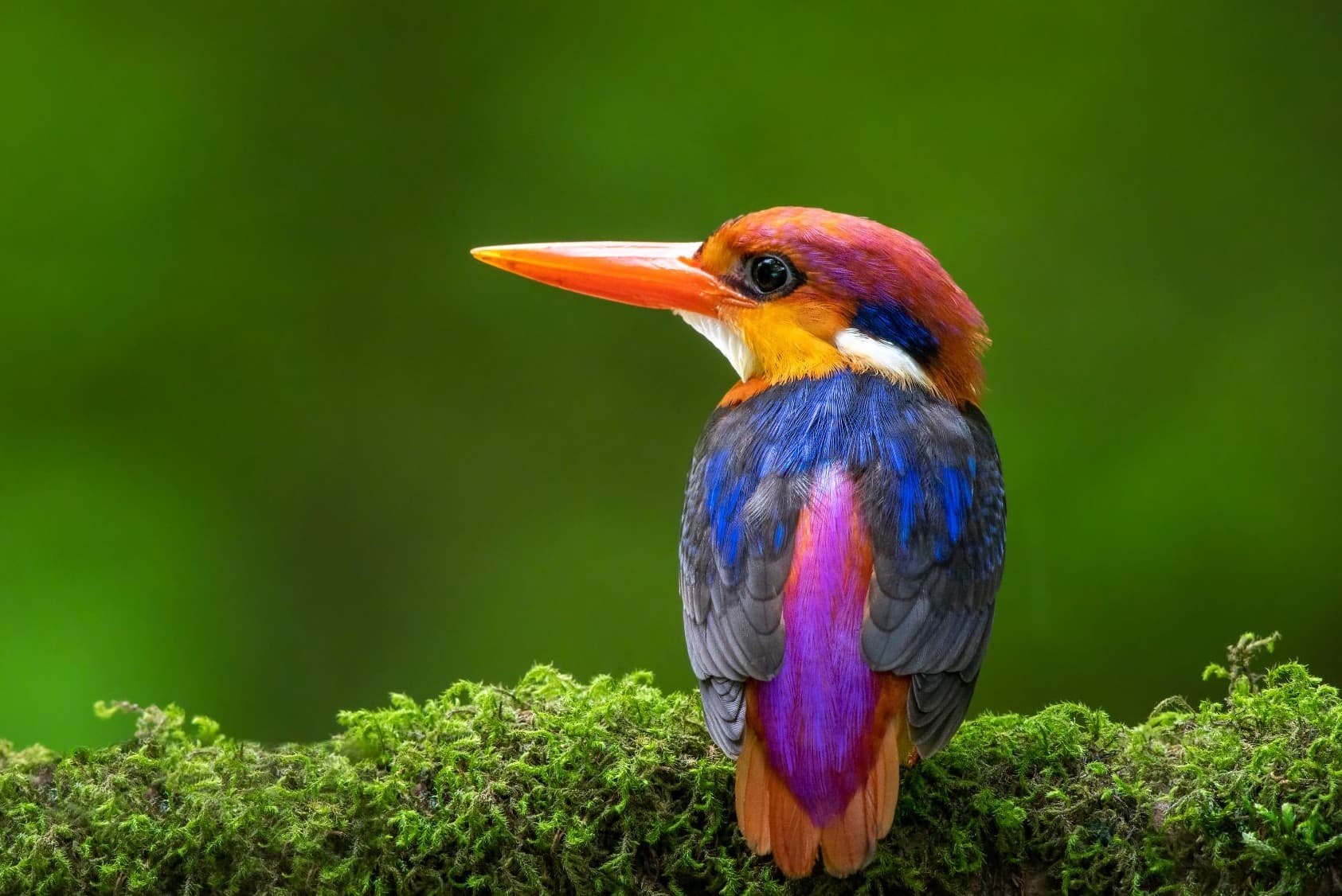 Oriental Dwarf Kingfisher