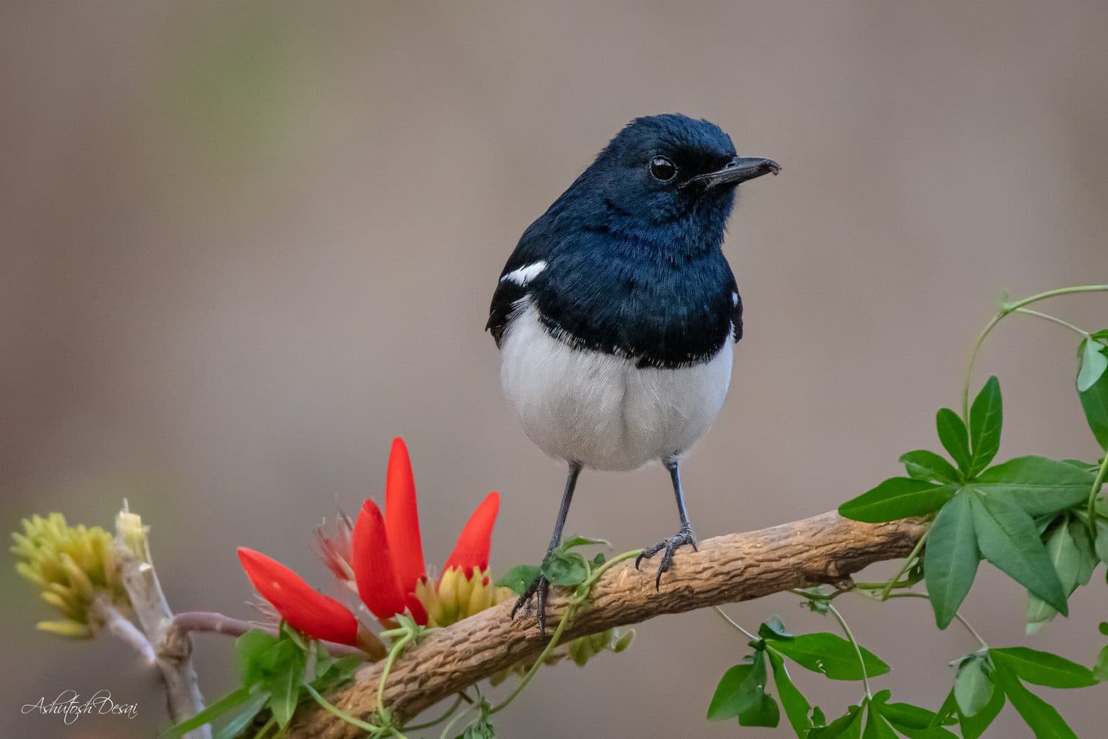 Oriental Magpie Robin — photo by Ashutosh Desai