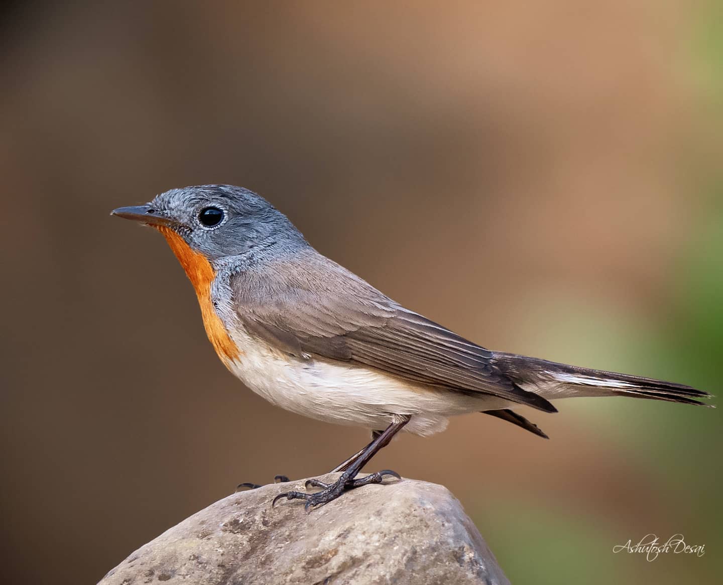 Red-breasted Flycatcher — photo by Ashutosh Desai