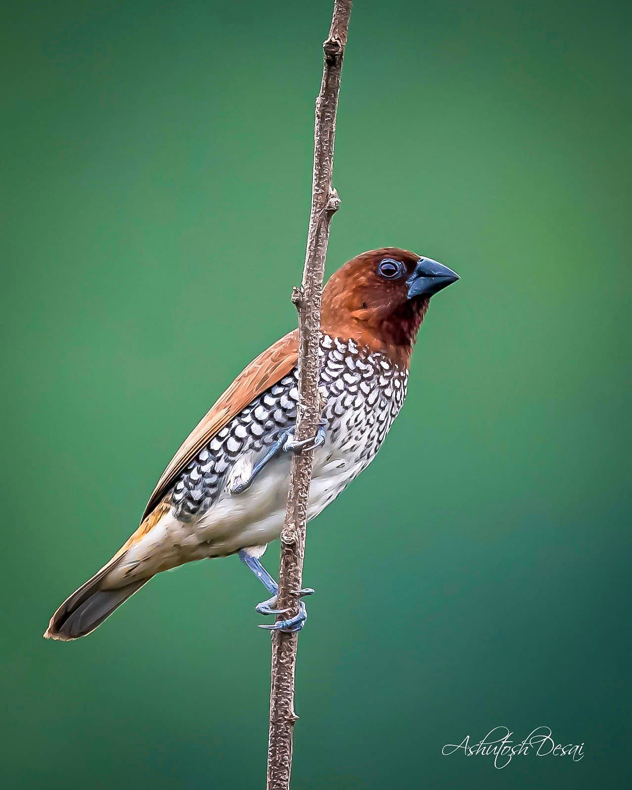 Scaly-breasted Munia — photo by Ashutosh Desai