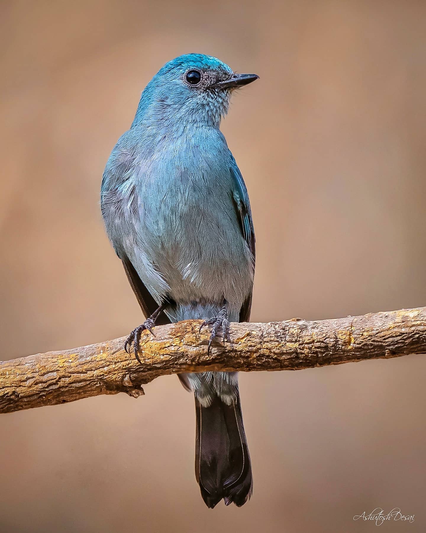 Verditer Flycatcher — photo by Ashutosh Desai
