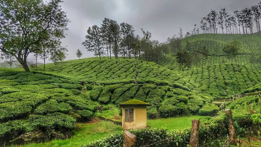Munnar Tea Estates, Kerala